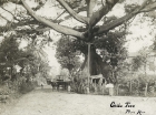 Ponce’s Famous Ceiba Tree